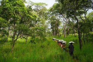 crowd-walking-through-forest