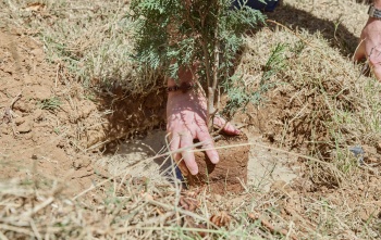 2025 - Tree planting