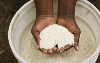2026 - Haiti - Rice 