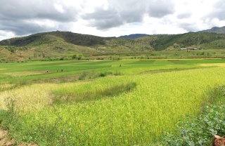 landscape shot from Madagascar of a field