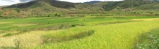 landscape shot from Madagascar of a field