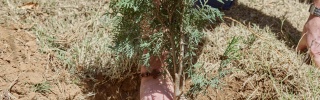 2025 - Tree planting