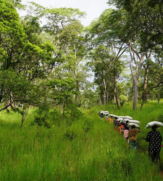 crowd-walking-through-forest