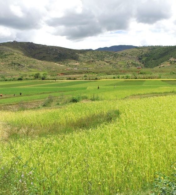 landscape shot from Madagascar of a field