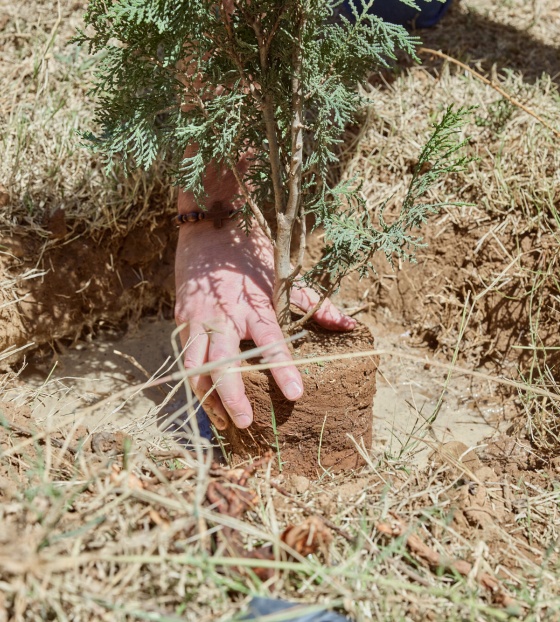 2025 - Tree planting