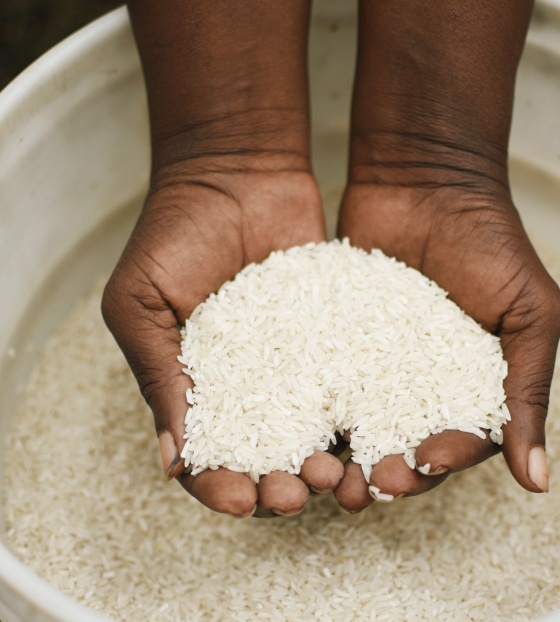 2026 - Haiti - Rice 