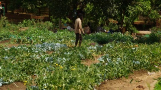 Volunteer tending to a school's community garden.