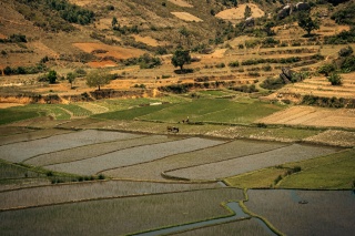 Madagascar rice fields